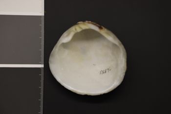 Media type: image;   Malacology 176896 Description: Dry specimen;